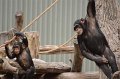 Kids_DFWzoo_3-2016 (179)